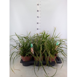 Carex morrowii 'Ice Dance'