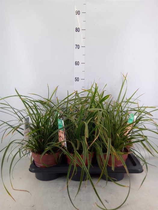 <h4>Carex morrowii 'Ice Dance'</h4>