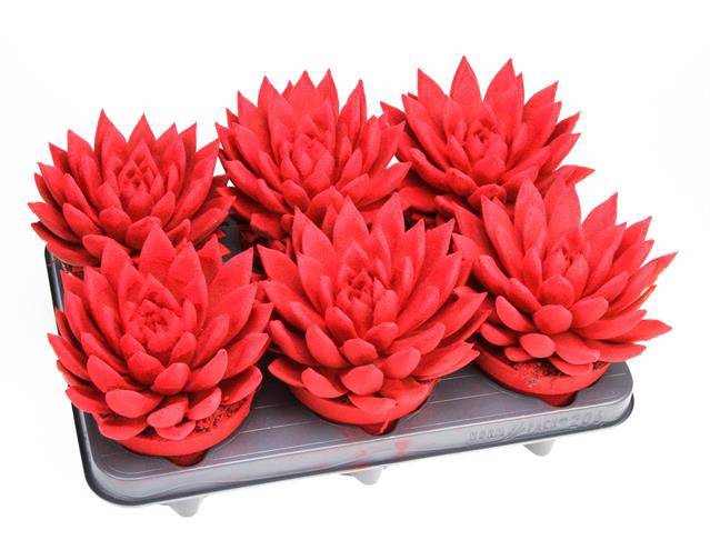 <h4>ECHEVERIA VELVET RED P12</h4>