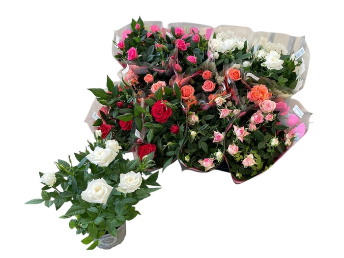 <h4>RO KORDANA GEM 5 SRT</h4>