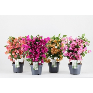 Bougainvillea 'Sanderiana' en echelle mix color