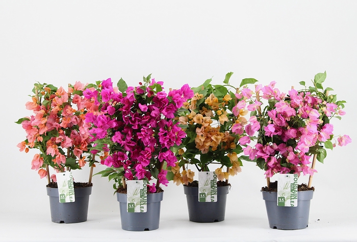 <h4>Bougainvillea 'Sanderiana' en echelle mix color</h4>