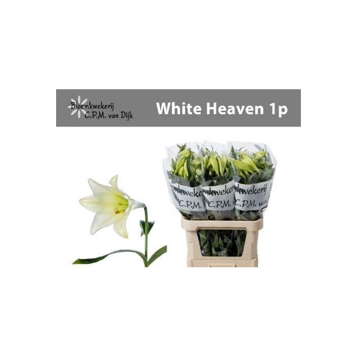 <h4>Li Lf White Heaven</h4>