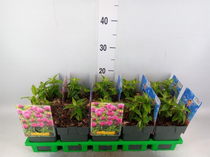 <h4>Monarda didyma</h4>