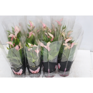 ANTHURIUM LILLI P09 PREMIUM