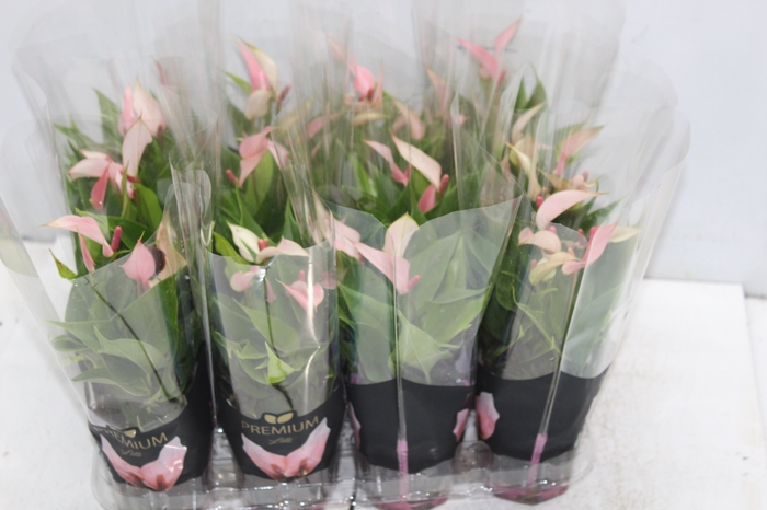 <h4>ANTHURIUM LILLI P09 PREMIUM</h4>
