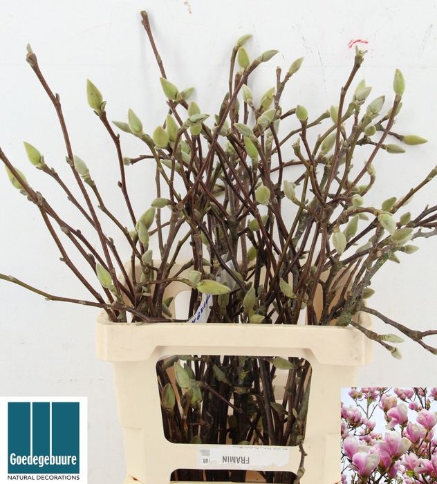 <h4>MAGNOLIA OV</h4>