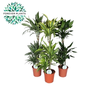 Dracaena Deremensis Mix p24