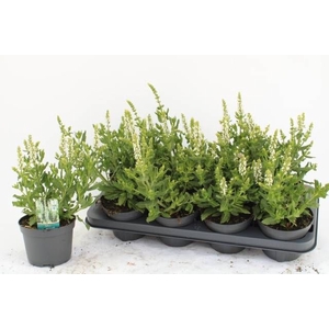 SALVIA NE SENS WHITE