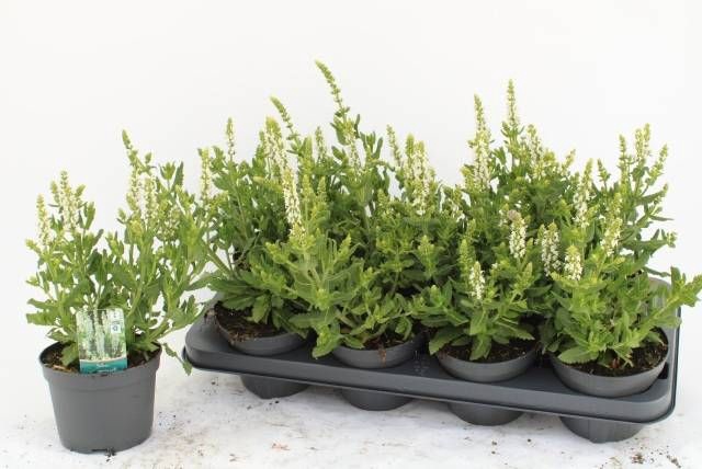 <h4>SALVIA NE SENS WHITE</h4>