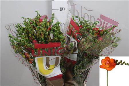 Fr Du Mandarine