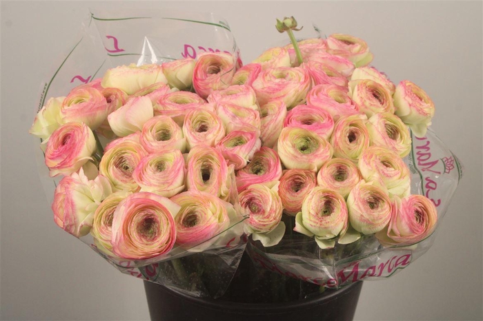 <h4>Ran.. Su Felicidade Extra X25</h4>