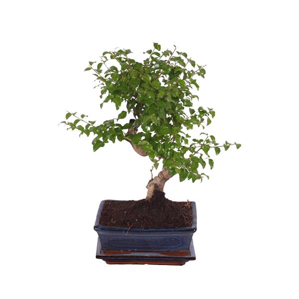 <h4>Bonsai 'Ligustrum sin.' in ø20cm Ceramic S-Shape with Saucer</h4>