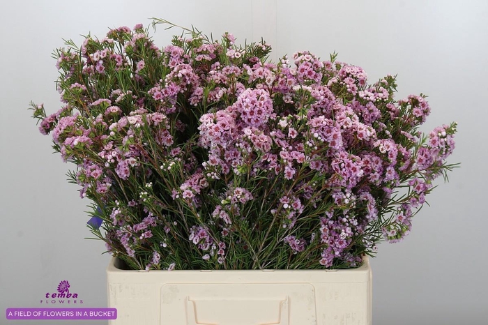 <h4>CHAME GISELLE</h4>