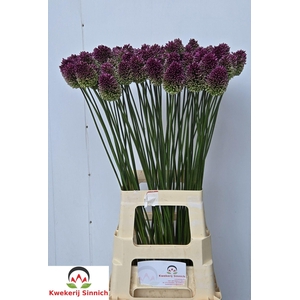 ALLIUM SPHAEROCEPHAL