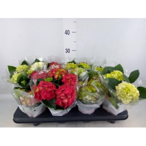 Hydrangea mac.   ...mix