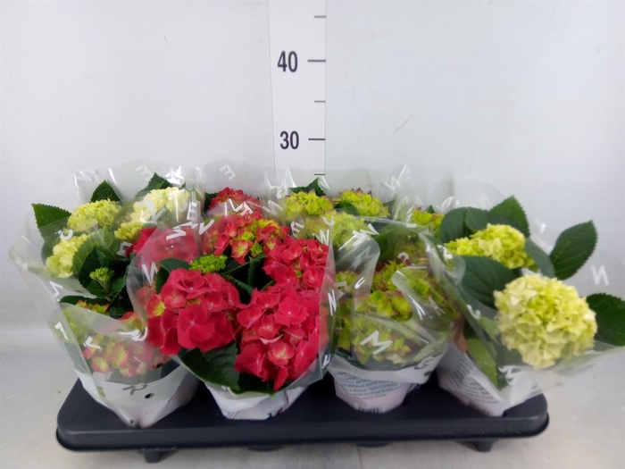 <h4>Hydrangea mac.   ...mix</h4>