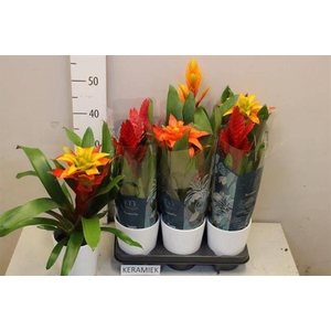 BROMELIA GEM 6 SRT