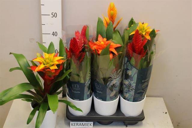 <h4>BROMELIA GEM 6 SRT</h4>