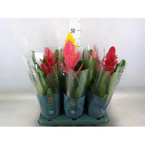 Vriesea   ...mix