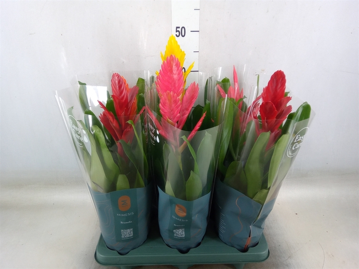 <h4>Vriesea   ...mix</h4>