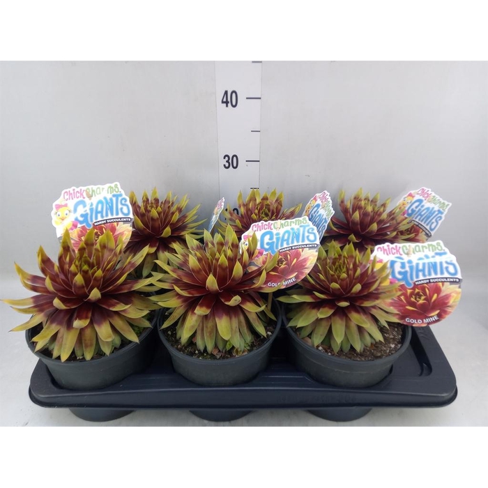 <h4>Sempervivum  'ChickCh Gi Gold Mine'</h4>