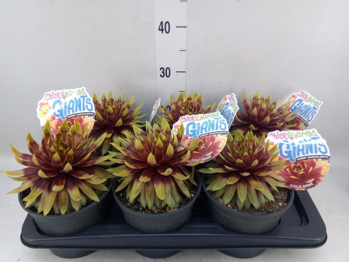 <h4>Sempervivum  'ChickCh Gi Gold Mine'</h4>