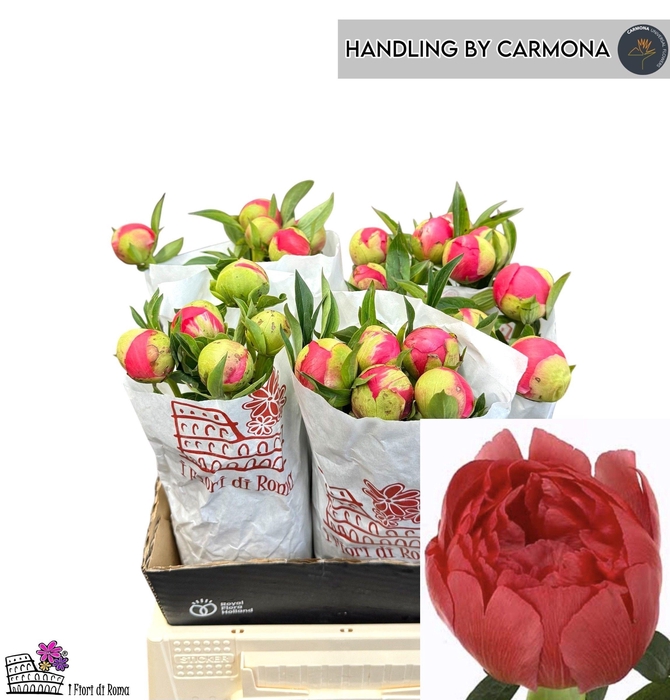 <h4>PAEO CORAL SUNSET</h4>