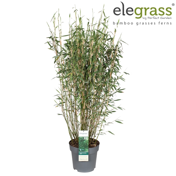<h4>Fargesia murieliae 'Panda' P29</h4>