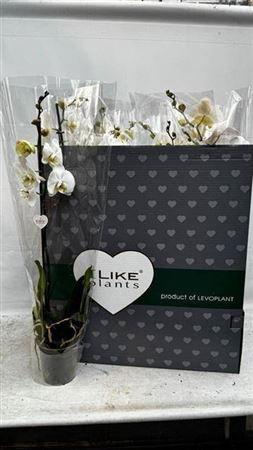 <h4>Phal White 1 Branche 12+</h4>