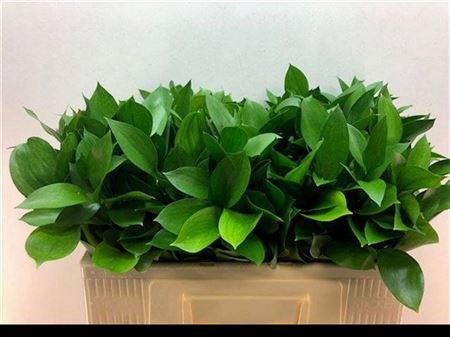 <h4>Ruscus</h4>