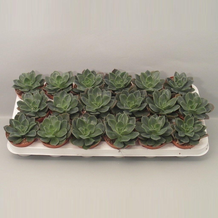 <h4>Echeveria Blue Prince</h4>