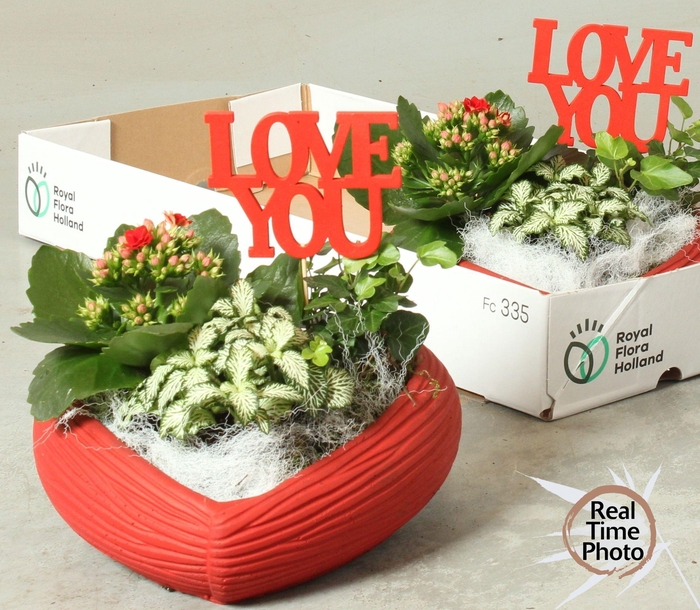 <h4>ARR KAMERPLANTEN H%</h4>