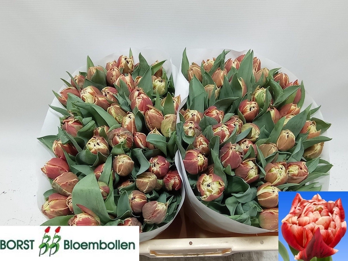 <h4>TU DU COVENTRY</h4>