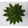 Echeveria Miranda Cutflower Wincx-12cm