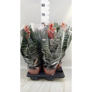 Aechmea   ...