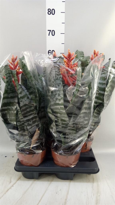<h4>Aechmea ...</h4>