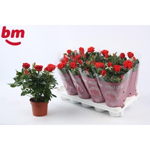 Rosa Red Beau Monde (12 cm)