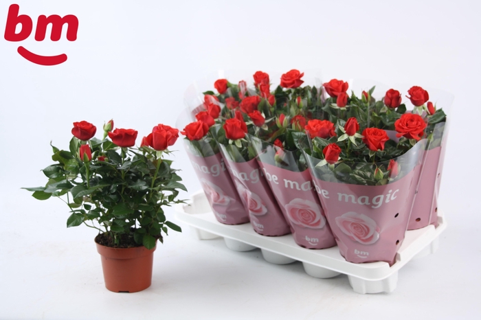 <h4>Rosa Red Beau Monde (12 cm)</h4>