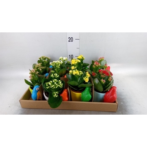 Arr.    Planten  L%