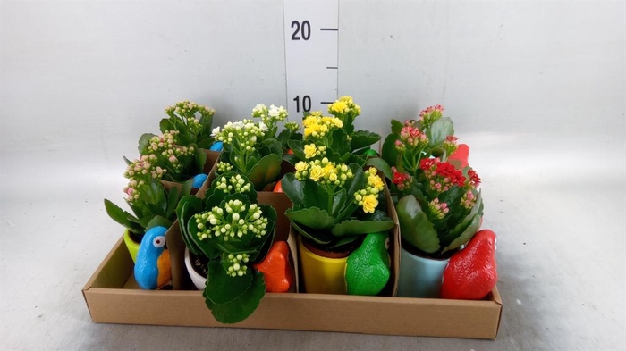 <h4>Arr.    Planten  L%</h4>