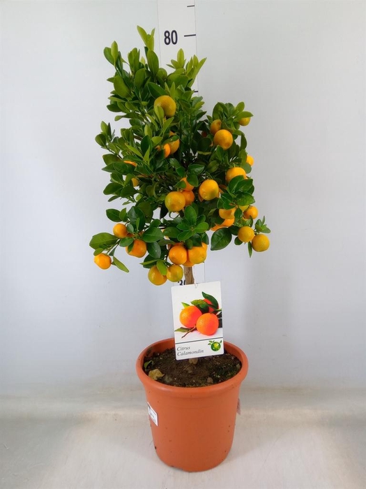 <h4>Citrus   ...</h4>