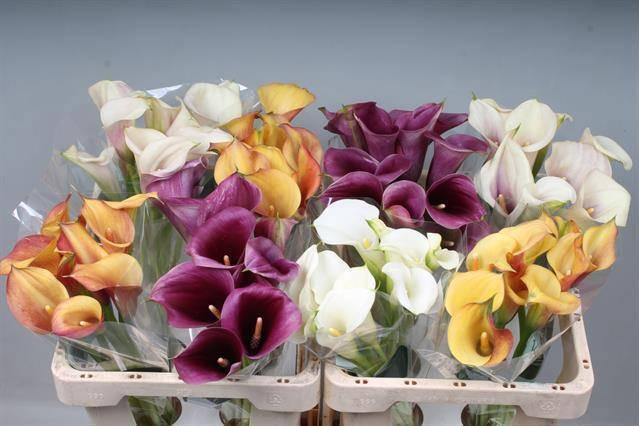 <h4>ZANT GEM IN FUST</h4>