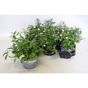 Happy Colours Lobelia trixi