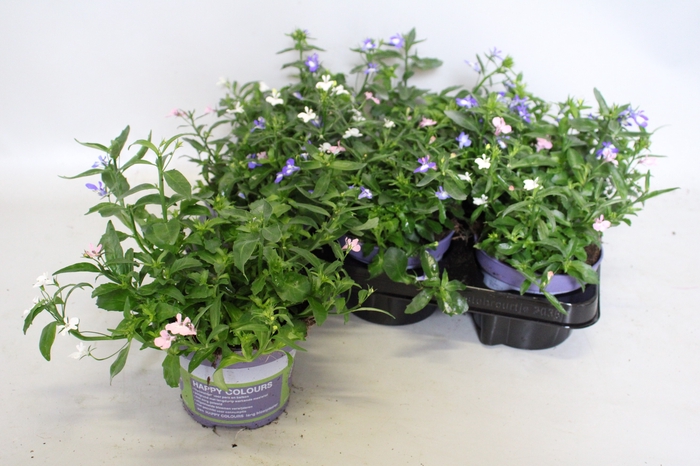 <h4>Happy Colours Lobelia trixi</h4>