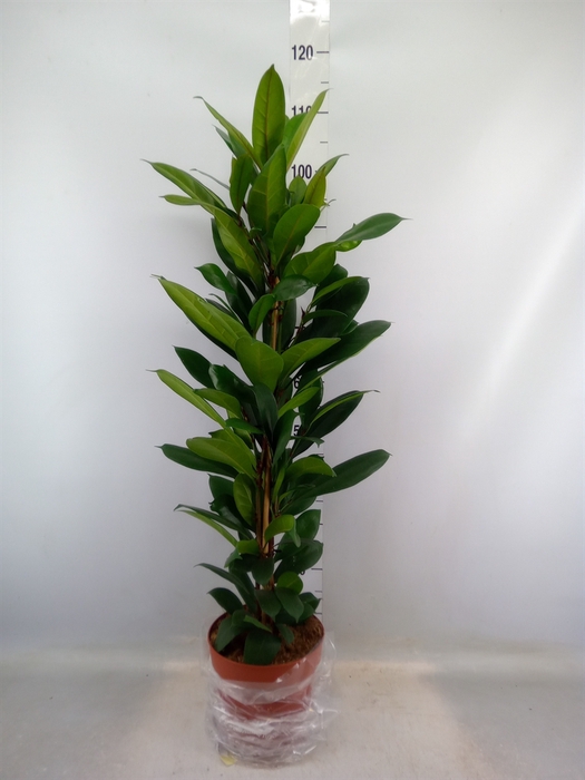 <h4>Ficus cyathistipula</h4>