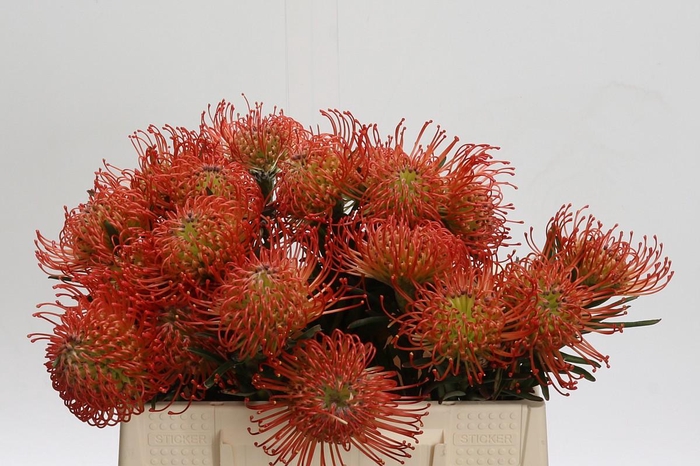 <h4>Nutans Succession</h4>