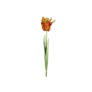 AF Tulipa H69cm Orange