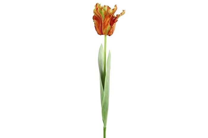 <h4>AF Tulipa H69cm Orange</h4>