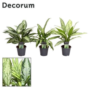 Aglaonema gemengd (Decorum)